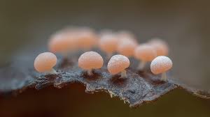 Attēlu rezultāti vaicājumam “Didymium squamulosum macro”