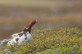 Attēlu rezultāti vaicājumam “Lagopus lagopus male”