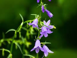 Image result for Campanula affinis