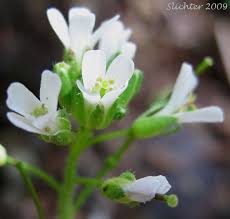Attēlu rezultāti vaicājumam “Arabis hirsuta flower”
