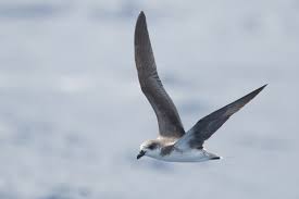 Image result for Pterodroma feae