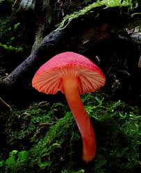 Attēlu rezultāti vaicājumam “Hygrocybe sp.”