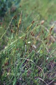 Attēlu rezultāti vaicājumam “Rhynchospora fusca”