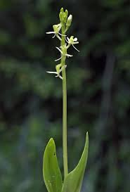 Attēlu rezultāti vaicājumam “Liparis loeselii bud”