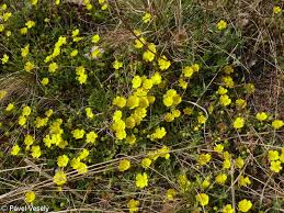 Attēlu rezultāti vaicājumam “Potentilla arenaria flower”
