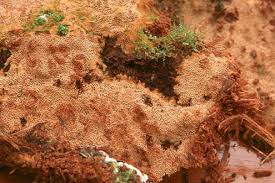 Attēlu rezultāti vaicājumam “Asterodon ferruginosus”