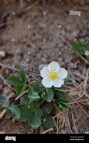 Attēlu rezultāti vaicājumam “Fragaria viridis flower”