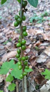 Attēlu rezultāti vaicājumam “Daphne mezereum fruit”