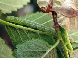 Attēlu rezultāti vaicājumam “Canephora hirsuta larva”