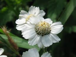 Attēlu rezultāti vaicājumam “Achillea salicifolia flower”