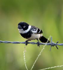 Attēlu rezultāti vaicājumam “Neckera complanata sporophyte”