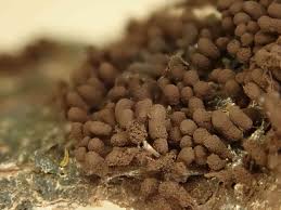 Attēlu rezultāti vaicājumam “Oligonema favogineum”