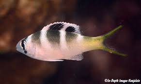 Image result for Monotaxis grandoculis