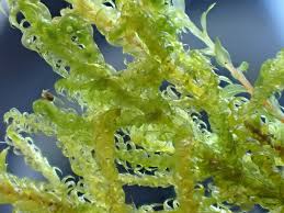 Attēlu rezultāti vaicājumam “Hamatocaulis vernicosus”