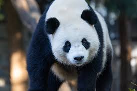 Image result for pandas