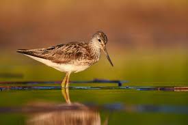 Attēlu rezultāti vaicājumam “Tringa nebularia”