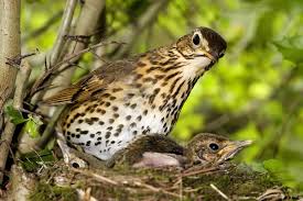 Attēlu rezultāti vaicājumam “Turdus philomelos adult”