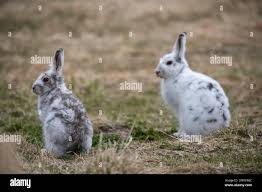 Attēlu rezultāti vaicājumam “Lepus timidus”