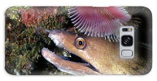 Image result for Gymnothorax vicinus