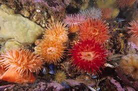 Image result for Anemonenarten