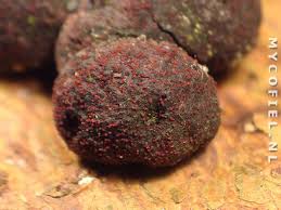 Attēlu rezultāti vaicājumam “Nectria episphaeria”