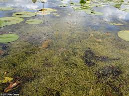 Attēlu rezultāti vaicājumam “Lemna trisulca”