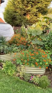 Attēlu rezultāti vaicājumam “Microbotryum tragopogonis - pratensis”