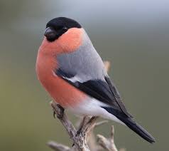 Attēlu rezultāti vaicājumam “Pyrrhula pyrrhula”