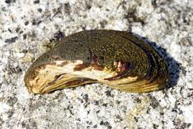 Attēlu rezultāti vaicājumam “Dreissena polymorpha”