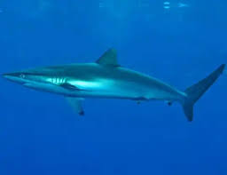 Image result for Carcharhinus brevipinna