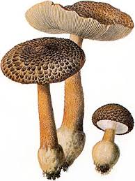 Attēlu rezultāti vaicājumam “Lepiota aspera”