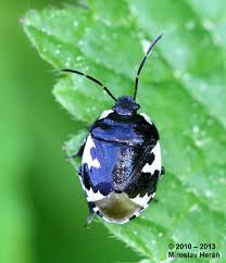 Attēlu rezultāti vaicājumam “Tritomegas bicolor”