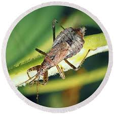 Attēlu rezultāti vaicājumam “Himacerus apterus”