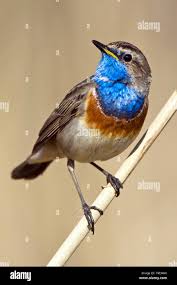 Attēlu rezultāti vaicājumam “Luscinia svecica”