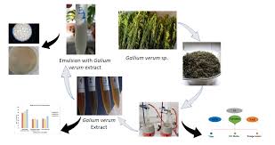 Attēlu rezultāti vaicājumam “Galium rivale fruit”