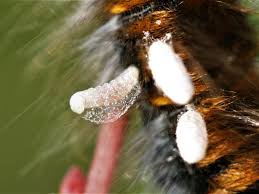 Attēlu rezultāti vaicājumam “Macrothylacia rubi larva”