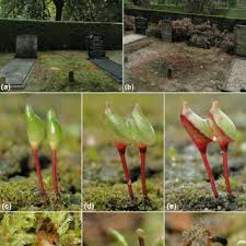 Attēlu rezultāti vaicājumam “Buxbaumia viridis sporophyte”