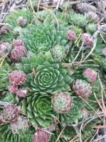 Attēlu rezultāti vaicājumam “Jovibarba globifera fruit”