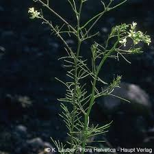 Attēlu rezultāti vaicājumam “Sisymbrium altissimum”