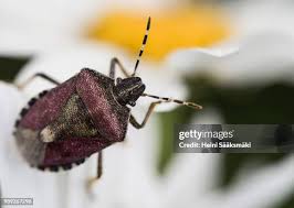 Attēlu rezultāti vaicājumam “Dolycoris baccarum”