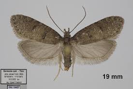 Attēlu rezultāti vaicājumam “Luquetia lobella”