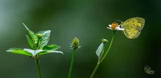 Attēlu rezultāti vaicājumam “Eurygaster testudinaria imago”