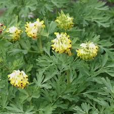 Attēlu rezultāti vaicājumam “Corydalis intermedia fruit”