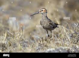 Image result for Calidris himantopus