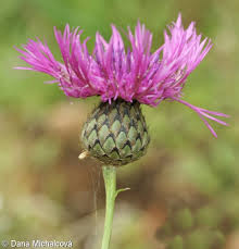 Attēlu rezultāti vaicājumam “Centaurea scabiosa bud”