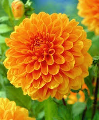 Image result for Dahlia x pinnata `Decorative Giants`