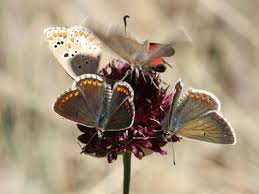 Attēlu rezultāti vaicājumam “Aricia artaxerxes”