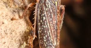 Attēlu rezultāti vaicājumam “Auchenorrhyncha”