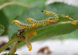 Attēlu rezultāti vaicājumam “Pristiphora maesta”