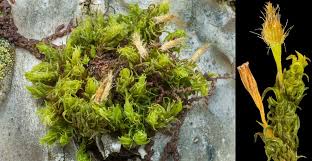 Attēlu rezultāti vaicājumam “Ulota crispa sporophyte”